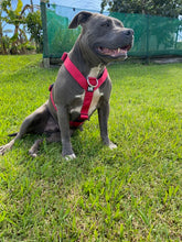 Load image into Gallery viewer, Tri Harness