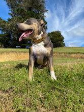 Load image into Gallery viewer, Classic Edition Rose Gold