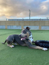 Load image into Gallery viewer, Choke Chain - Mischief Chain