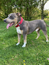 Load image into Gallery viewer, Slip Collar