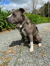 Load image into Gallery viewer, Tri Harness