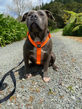 Load image into Gallery viewer, Tri Harness